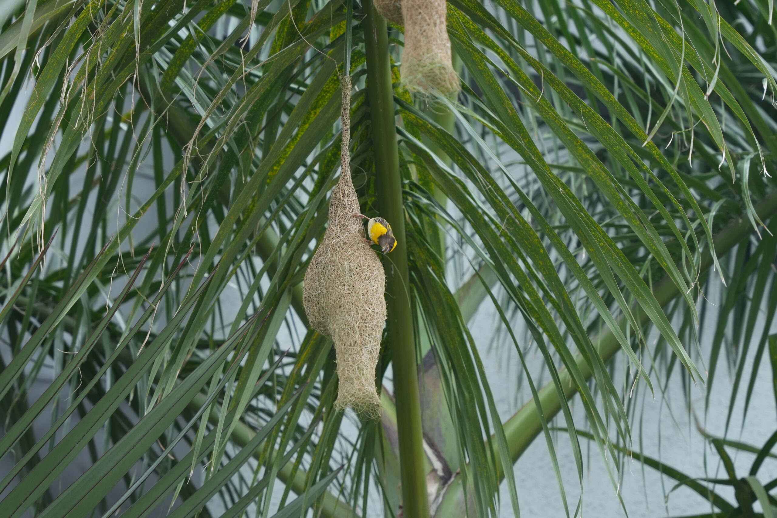 Best Eco-Friendly Resort in Hyderabad | Eco ReTreats Palagutta, Chevella